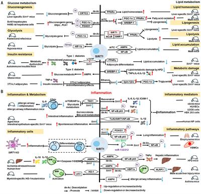Metabolic mechanisms orchestrated by Sirtuin family to modulate inflammatory responses